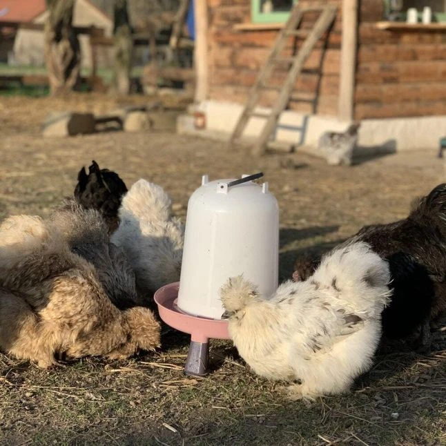 Gaun Abreuvoir Poule à Pieds En Plastique Recyclé Eco 8L 7 Gaun Abreuvoir Poule à Pieds En Plastique Recyclé Eco 8L – Image 5