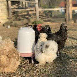 Gaun Abreuvoir Poule à Pieds En Plastique Recyclé Eco 8L 13 Gaun Abreuvoir Poule à Pieds En Plastique Recyclé Eco 8L -Volaille Magasin abreuvoir en plastique recycle avec poules soie