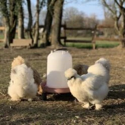 Gaun Abreuvoir Poule à Pieds En Plastique Recyclé Eco 8L 11 Gaun Abreuvoir Poule à Pieds En Plastique Recyclé Eco 8L -Volaille Magasin abreuvoir en plastique recycle poules soie