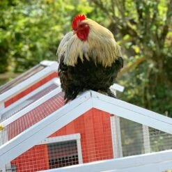 Poulailler Ardennais 6 à 8 Poules Toit Shingle -Volaille Magasin coq perche sur poulailler ardennais