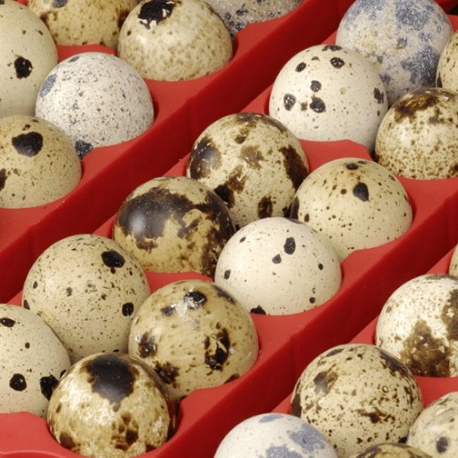 Couveuse Automatique Digitale Poule ET 24 Capacité 24 œufs - River Systems 7 Couveuse Automatique Digitale Poule ET 24 Capacité 24 œufs - River Systems – Image 5