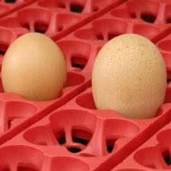 Couveuse Automatique Digitale Poule ET 12 Capacité 12 œufs - River Systems -Volaille Magasin couveuse automatique digitale et river systems grille retournement automatique