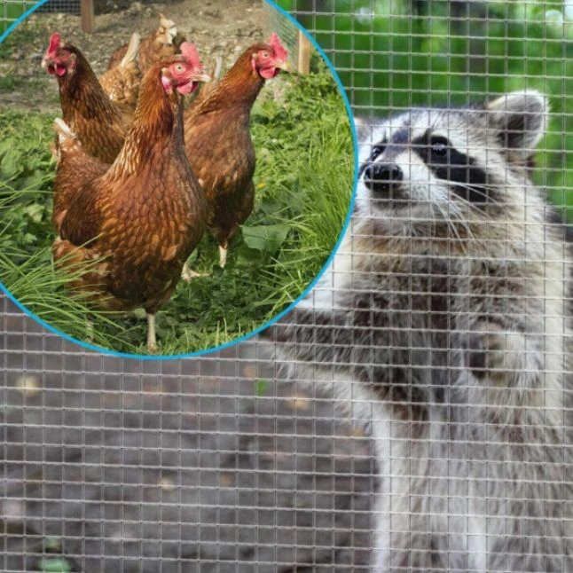 Grillage Poulailler Galvanisé Maille Fine Carrée Fensanet 25m X 1m épaisseur 0,8 Mm - Nortene 4 Grillage Poulailler Galvanisé Maille Fine Carrée Fensanet 25m X 1m épaisseur 0,8 Mm - Nortene – Image 2