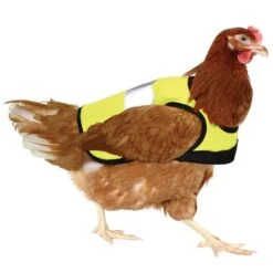 Gilet De Protection Pour Poule Réfléchissant - Gaun -Volaille Magasin lm 7817143d7fbadfa4693b9eec507d9d374431698737355