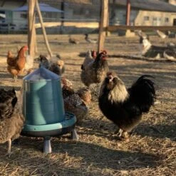 Gaun Mangeoire Poule à Pieds En Plastique Recyclé Eco 8Kg -Volaille Magasin mangeoire poule plastique recycl 8kg avec poules