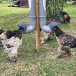 Mangeoire Pour Poule En Plastique Tube Gris 7kg Prima 2 - Evena -Volaille Magasin mangeoire poule plastique tube gris avec poules