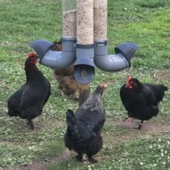 Mangeoire Pour Poule En Plastique Gris Tube Transparent 7kg Prima - Evena -Volaille Magasin mangeoire poule plastique tube transparent avec poules