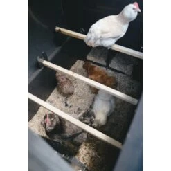 Poulailler Nestera Sur Roues Le Wagon Plastique Recyclé 8 à 15 Poules -Volaille Magasin poulailler plastique le wagon 8 poules nestera vue interieur
