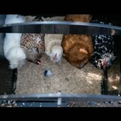 Poulailler Nestera Sur Pieds Taille S Plastique Recyclé 3 à 5 Poules -Volaille Magasin poulailler plastique recycle nestera s interieur avec poules