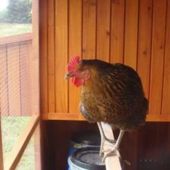 Poulailler Marans Toit Shingle 15 à 18 Poules 17 Poulailler Marans Toit Shingle 15 à 18 Poules -Volaille Magasin poulailler marans vue interieur