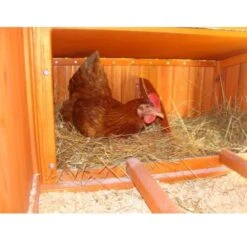 Poulailler Marans Toit Shingle 15 à 18 Poules 19 Poulailler Marans Toit Shingle 15 à 18 Poules -Volaille Magasin poulailler marans vue interieur pondoir