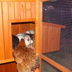 Poulailler Marans Toit Shingle 15 à 18 Poules 18 Poulailler Marans Toit Shingle 15 à 18 Poules -Volaille Magasin poulailler marans vue rampe acces