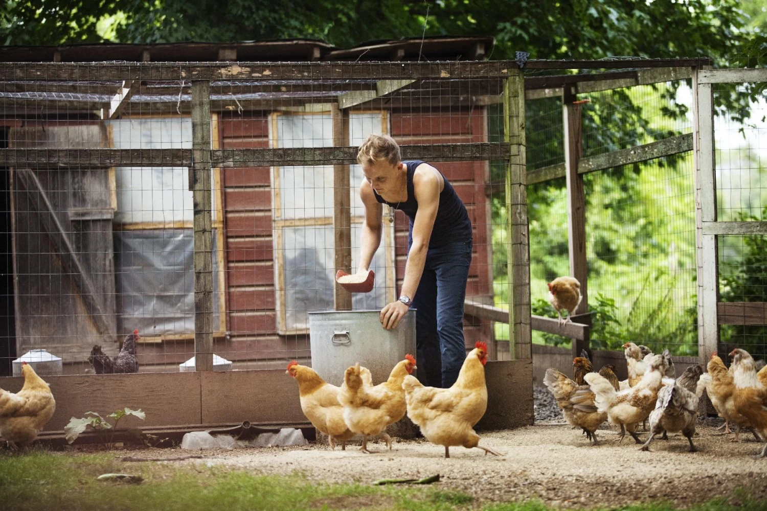 Volaille Magasin 36 Volaille Magasin -Volaille Magasin Poules et poulailler